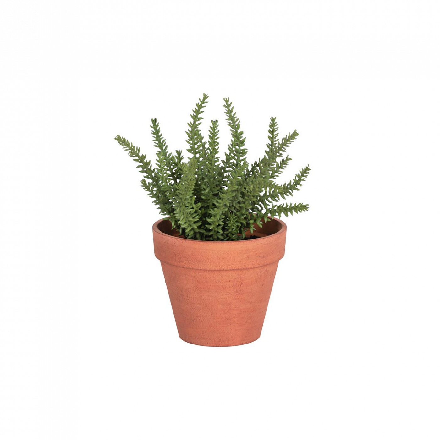 089929 Тимьян в керамическом горшке Flower La Forma Romero - Вид №1