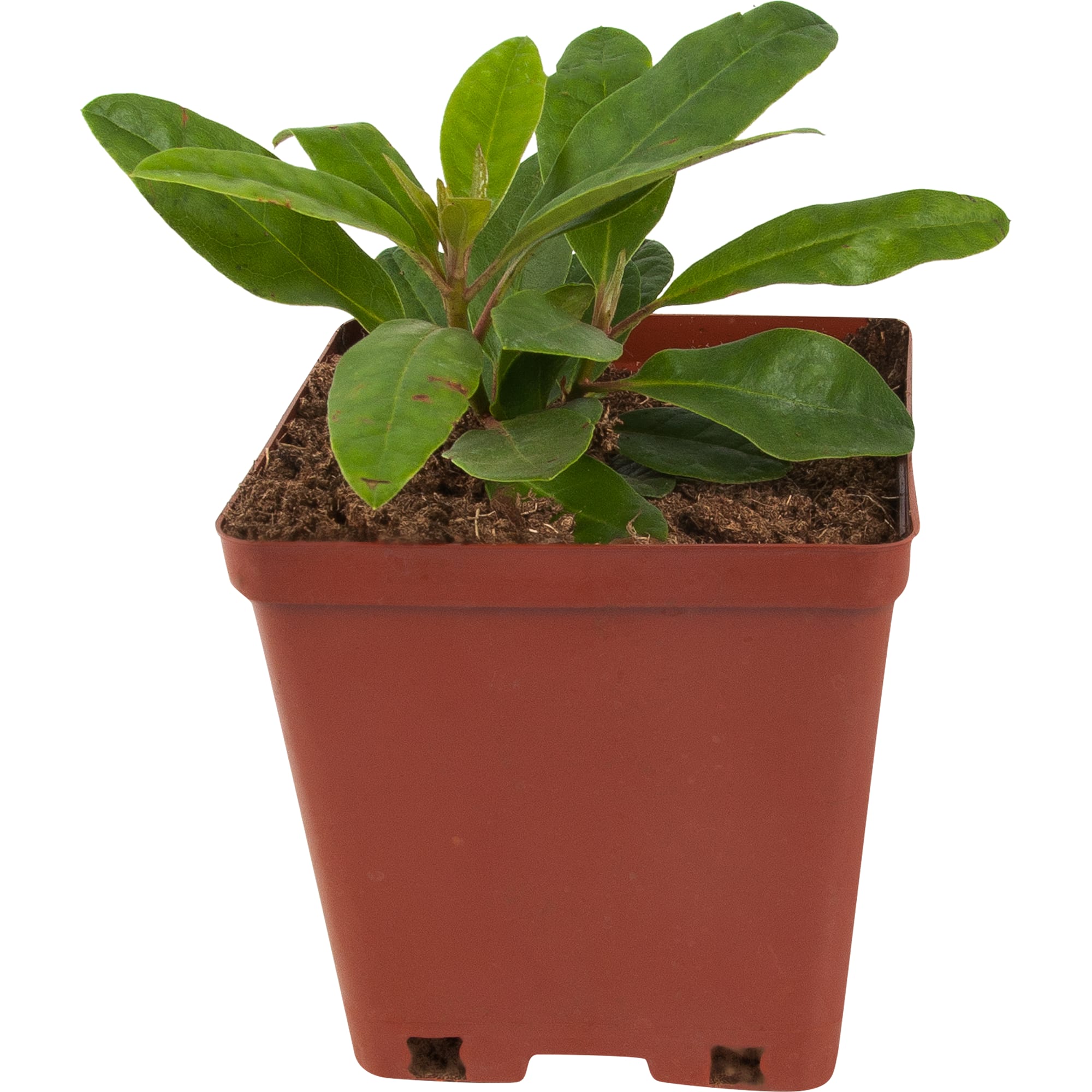 82594919 Рододендрон катевбинский 15x30 см Santreyd 