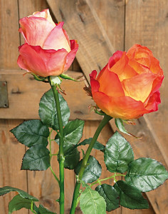 3257 334 a3 Шелковые бутоны роз Equador, 103 см, real touch, оранжевые H-andreas