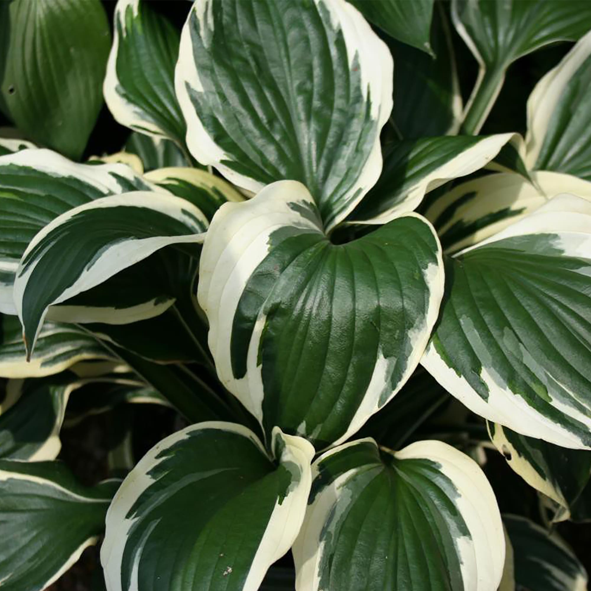 18321241 Хоста «Форчуна С2» Santreyd  - Вид №1