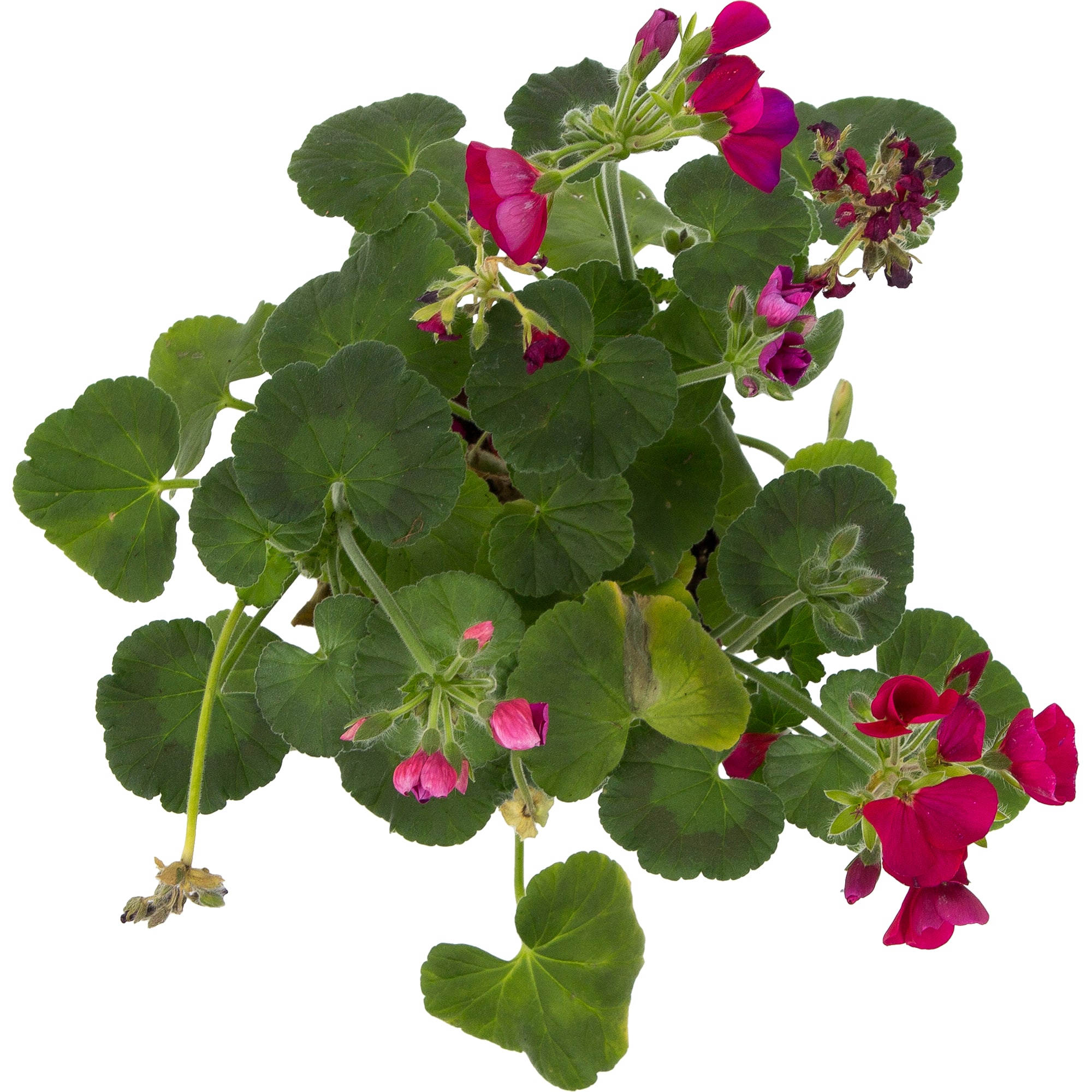 82560411 Пеларгония зональная d13 Santreyd  - Вид №1