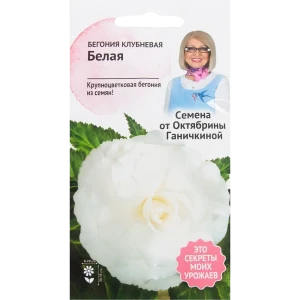 Бегония белая 6 шт. 82481684 STLM-2033043