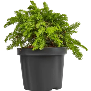 Santreyd Ель Нидиформис - декоративный хвойный кустарник для сада 87718632