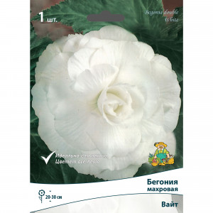 83593713 Бегония махровая Вайт луковица 5/6