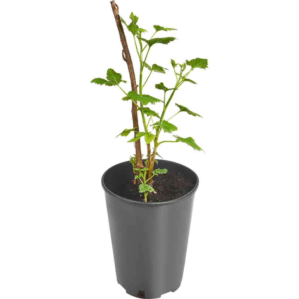 Саженец смородины Селеченская от Santreyd - ранний урожай крупных сладких ягод 84347450 STLM-0952816