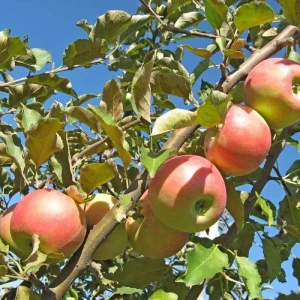 Саженец яблони Ветеран - осенний сорт с разноцветными плодами 89432291