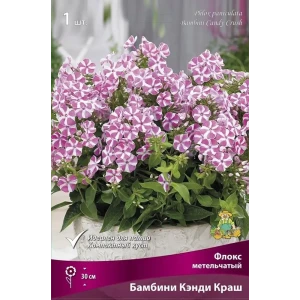 Флокс метельчатый Бамбини Кэнди Краш 89351886 STLM-2170770