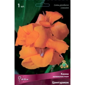 Канна зеленолистная Центурион 89351844 STLM-2046547