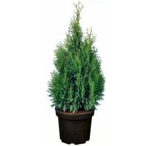 Туя западная Смарагд ø14 h60 см