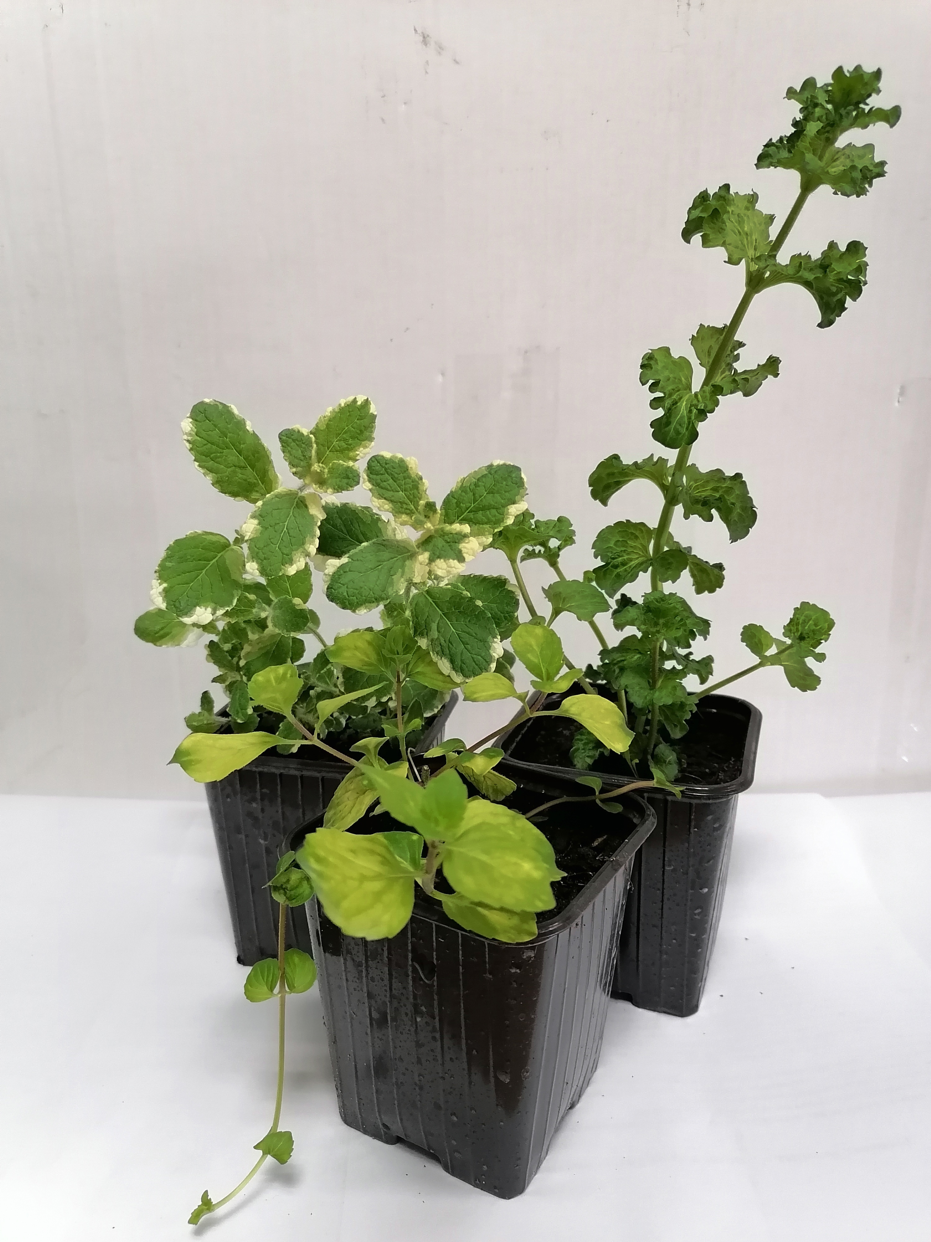 Santreyd Мята микс ароматная - рассада пряных трав с разнообразными вкусами 84519827 STLM-0051111