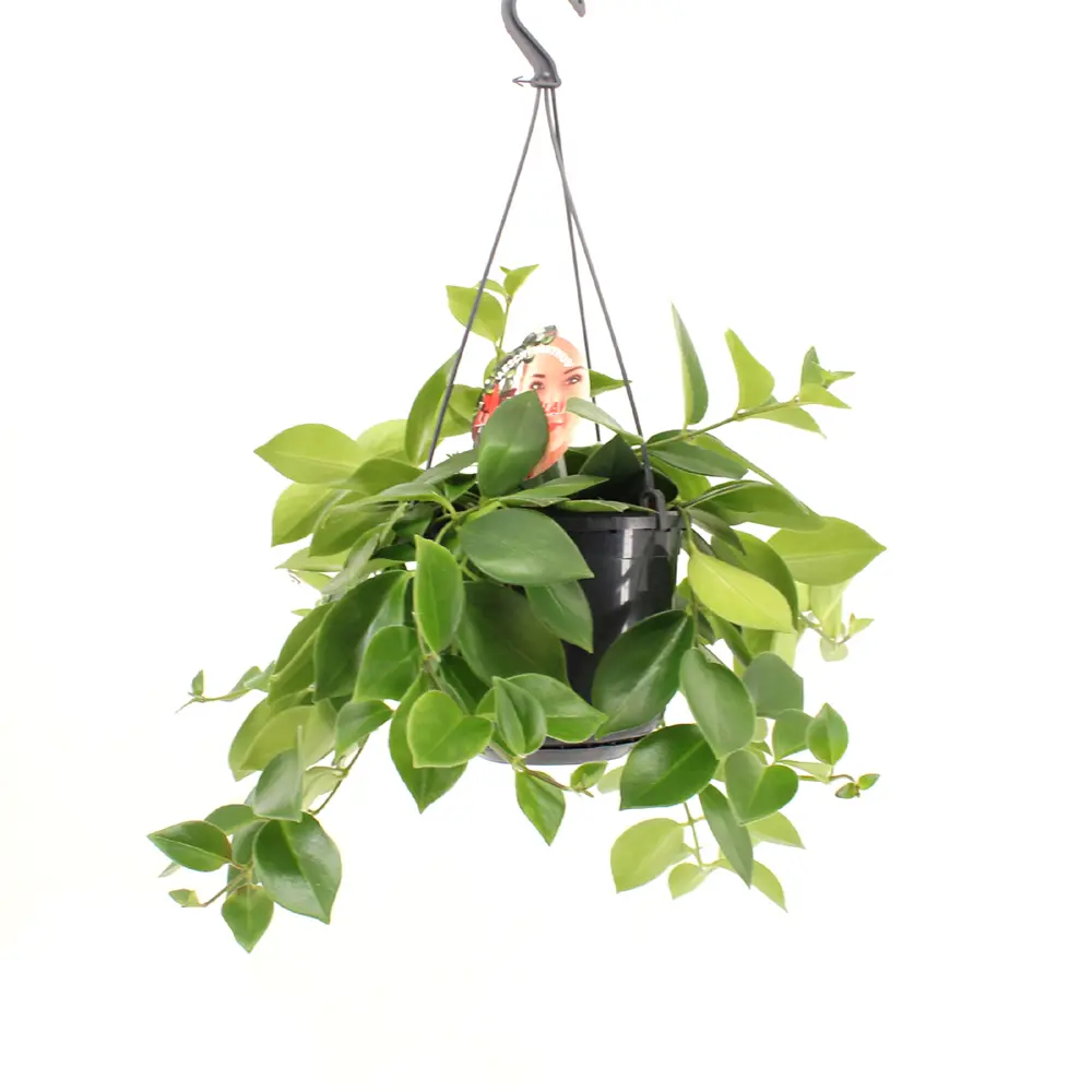 Композиция из двух кактусов в горшках 15 см 89434937 Santreyd STLM-1581216