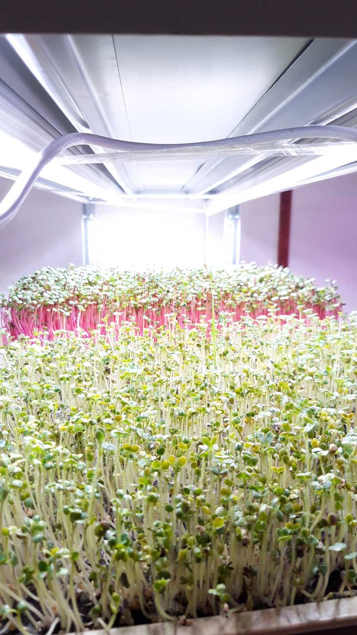 1033 Фитолампа для растений линейная VA-3 60 см Фулл комфорт 4000+660 LAB.Space  - Вид №6