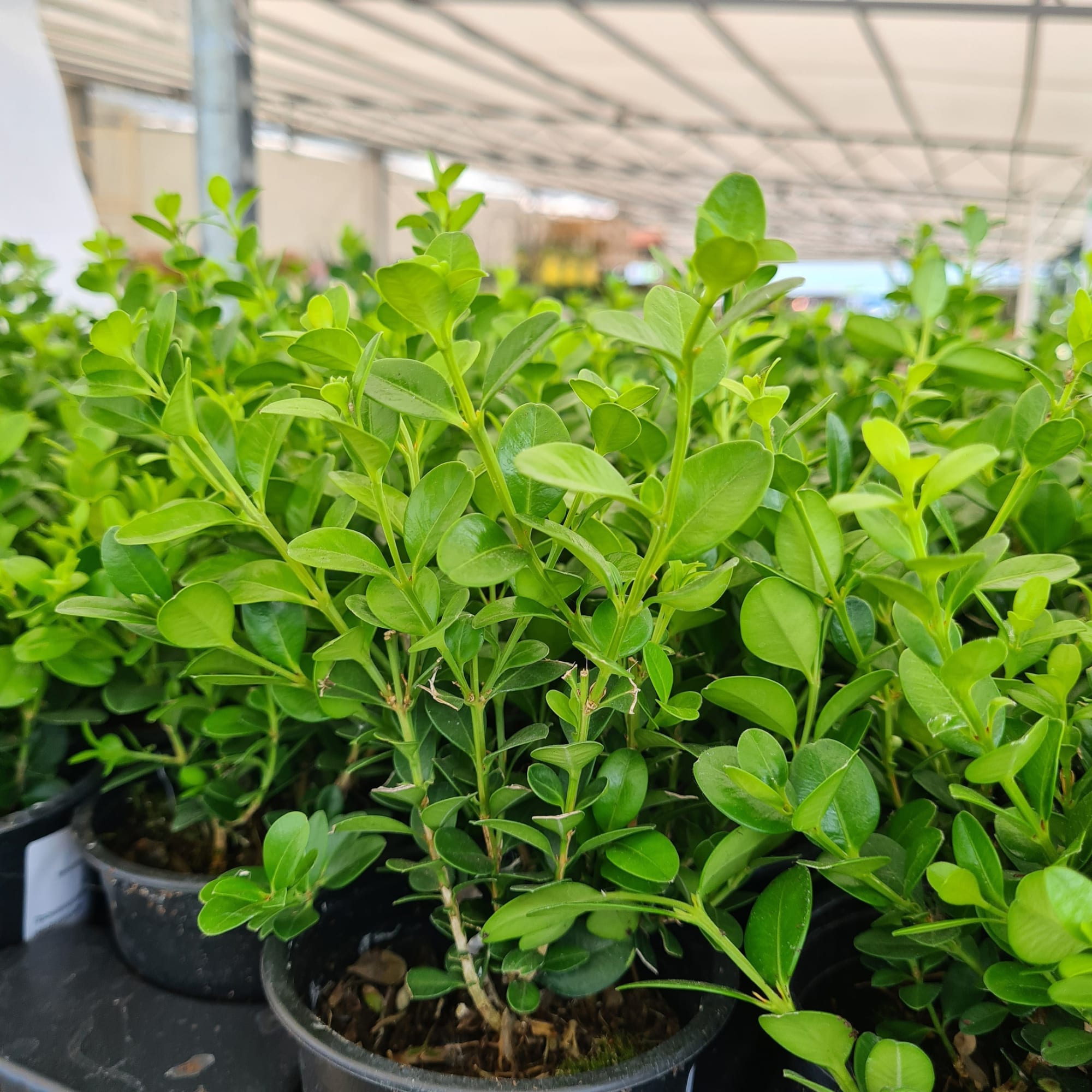 82635552 Буксус (самшит) 9x20 см Santreyd  - Вид №2