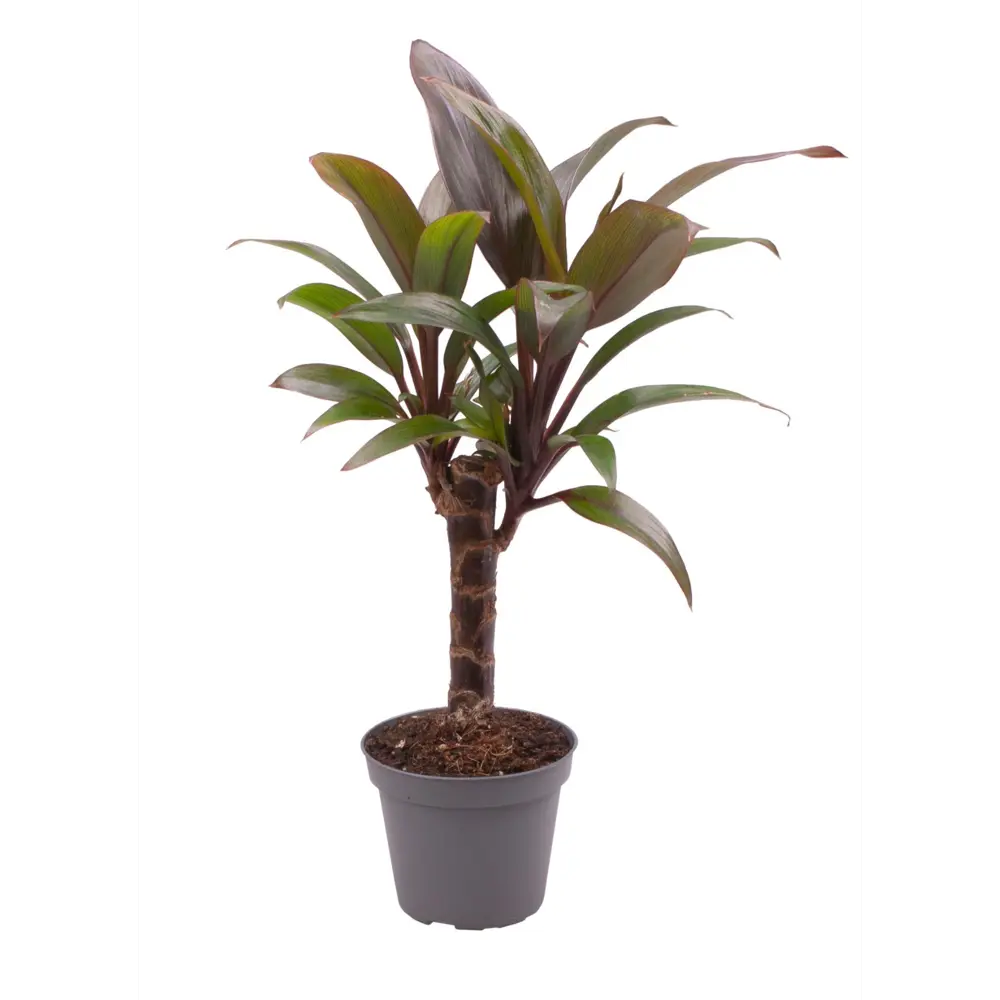 Кордилина Компакта Santreyd — изящное комнатное растение с лиловыми листьями 87819661 STLM-0075873