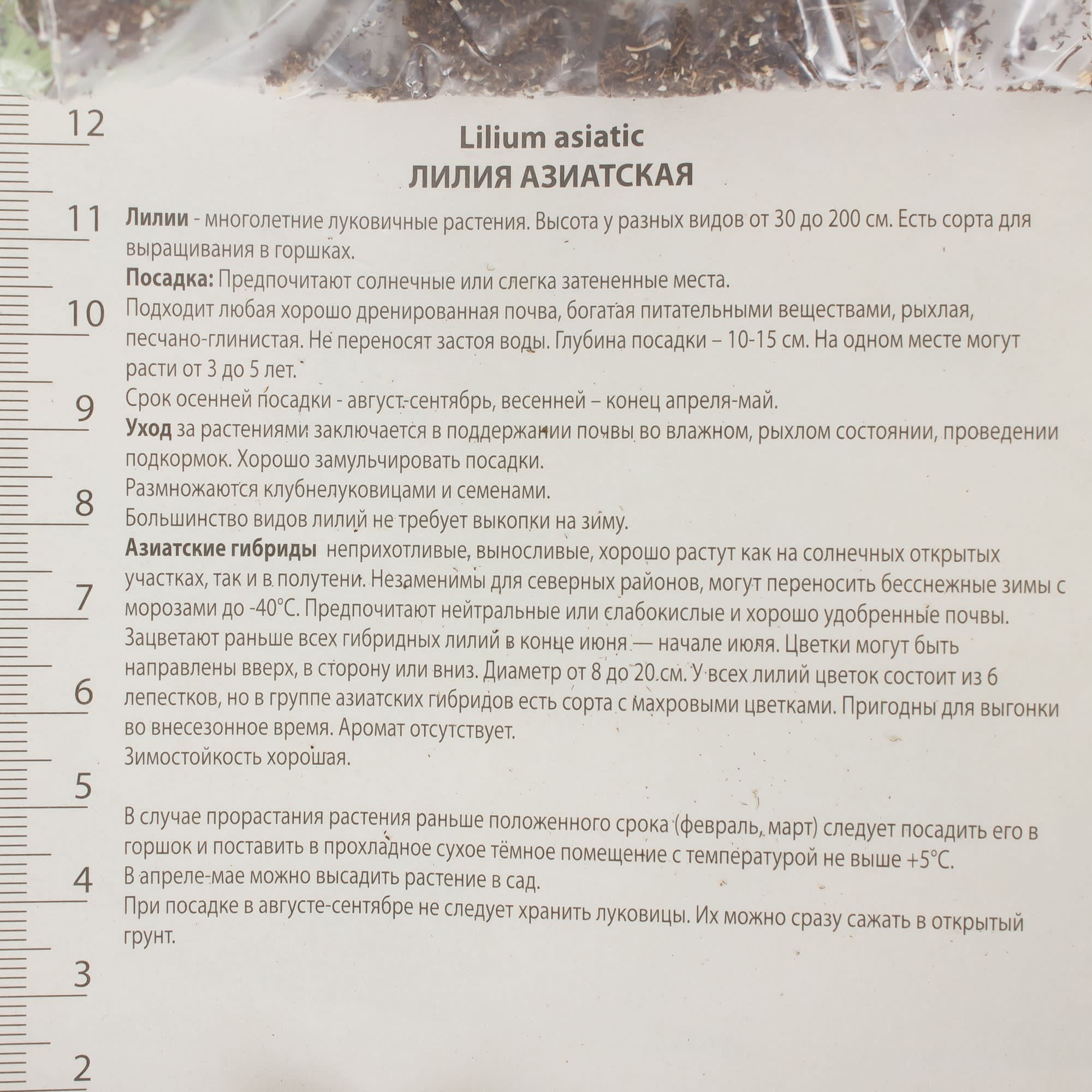 81945447 Лилия азиатская Танго «Блэк Ай» Santreyd  - Вид №2