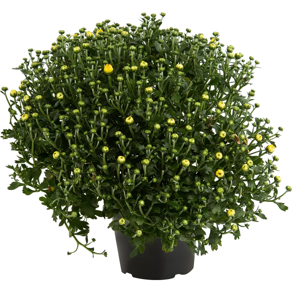 Santreyd Хризантема горшечная - цветущее украшение для дома и сада 83597494 STLM-0042352