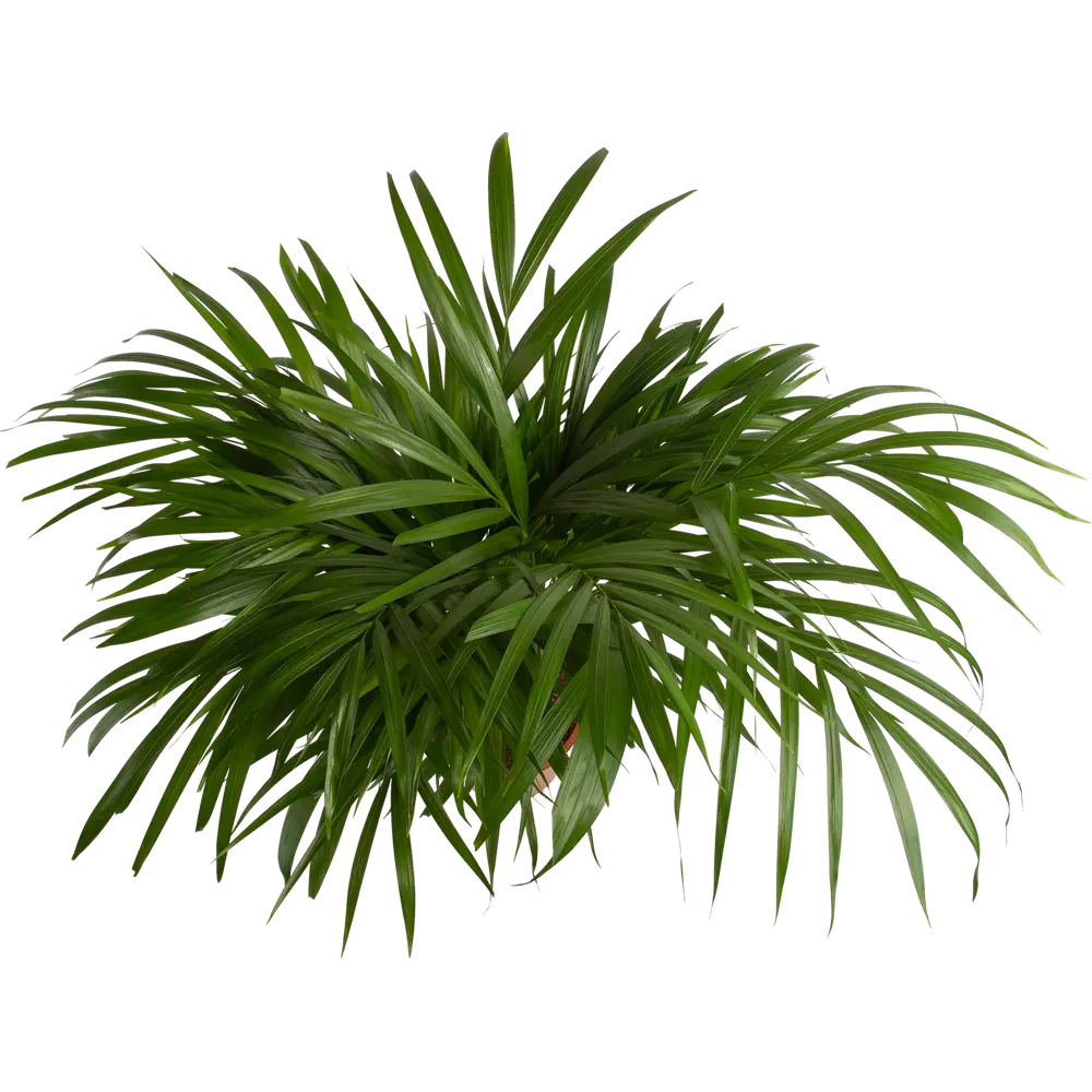 Santreyd Арека - элегантная пальма для современного интерьера 82578914 STLM-0030476 - Вид №2