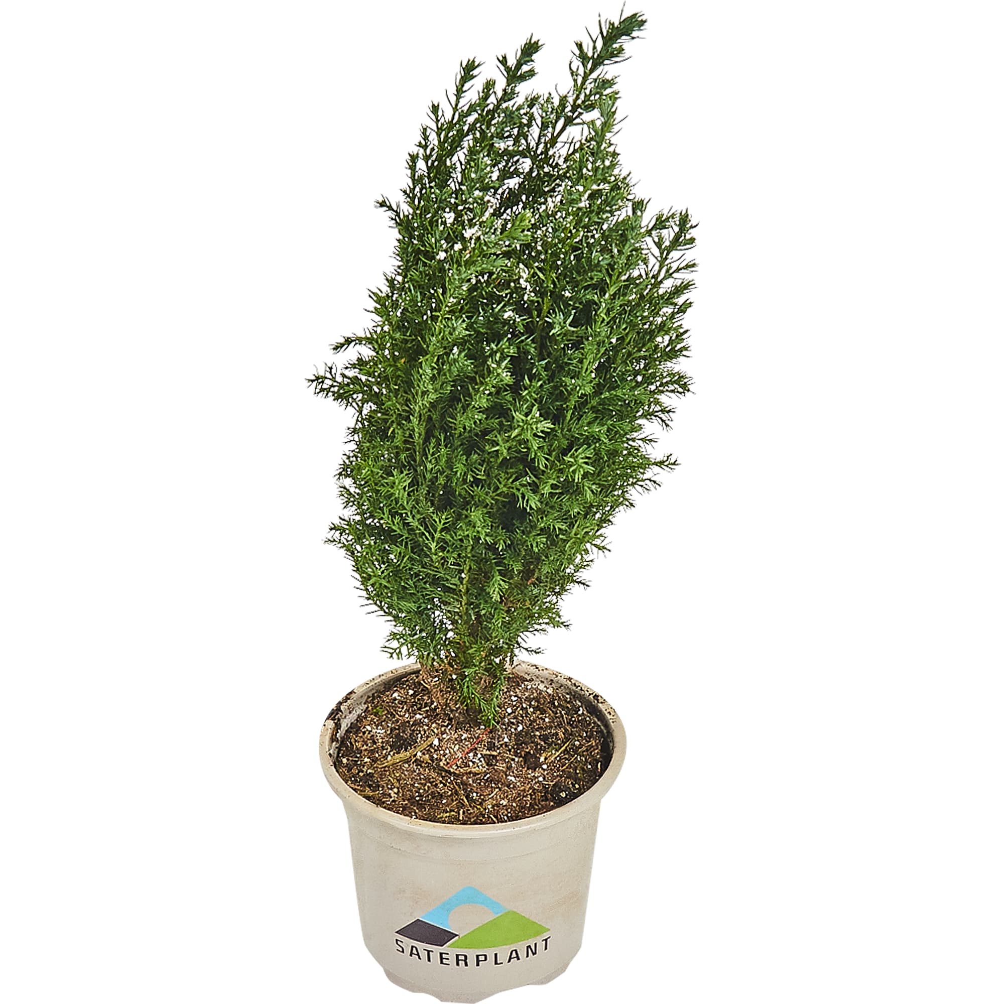 83210638 Кипарисовик Элвуди 9x30-35 см, праздничная упаковка Santreyd  - Вид №1