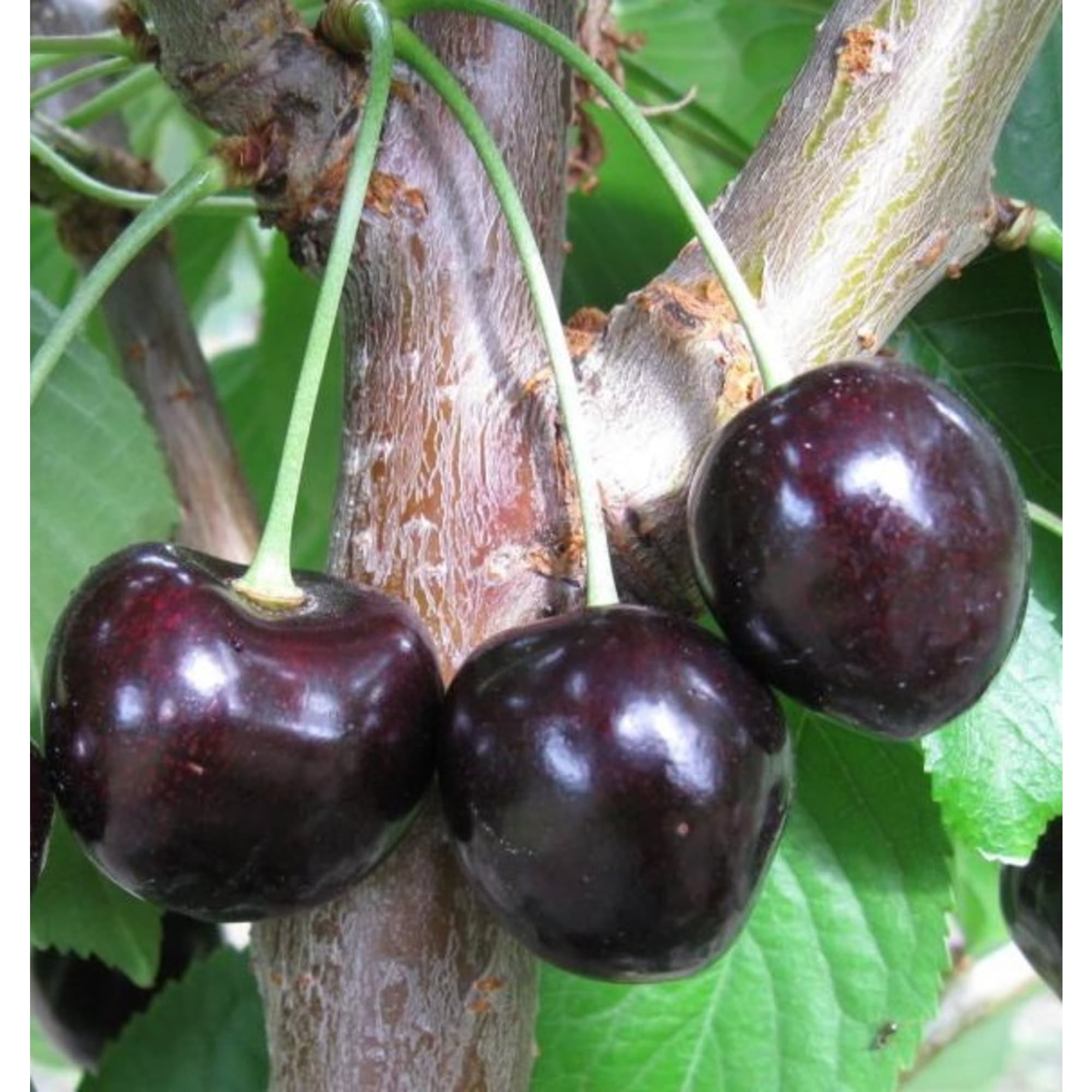 85607960 Вишня Шоколадница ø20 h140 см Santreyd 