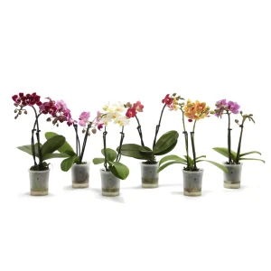 Фаленопсис мини микс - цветущая орхидея в горшке ø6 см 89434659