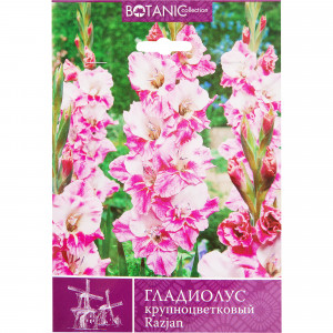 82120071 Гладиолус крупноцветковый «Рязань»