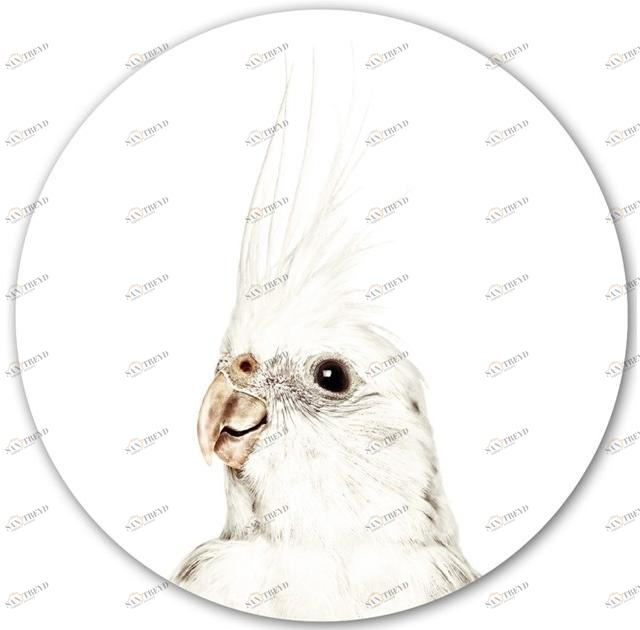 Groovy Magnets Клейкий мотив украшения Animal sun-id-1380895