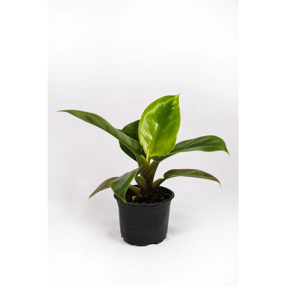 Santreyd Филодендрон Silver Sword с серебристыми листьями 89351066 STLM-0953990 - Вид №9