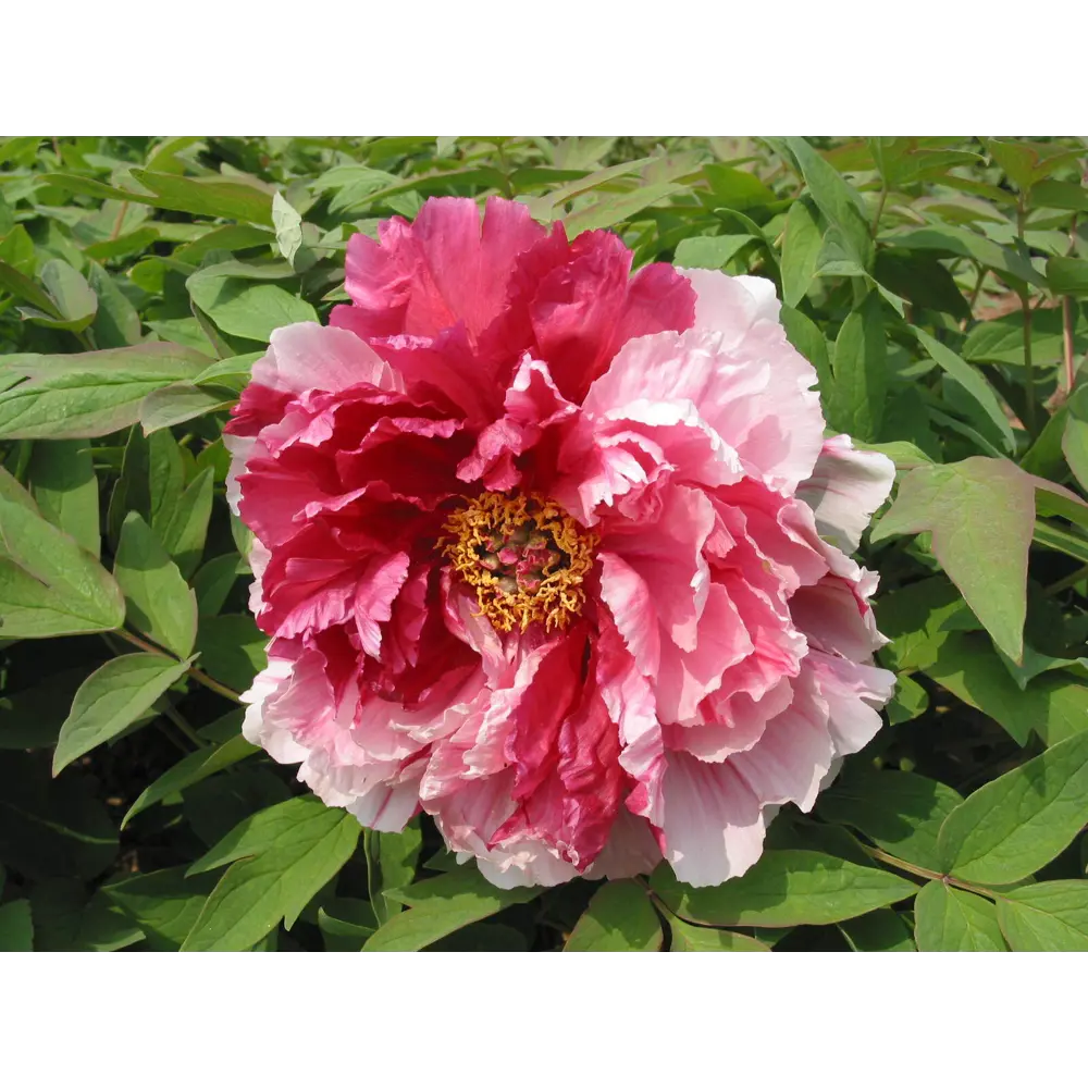 Пион древовидный Две сестры в тубе 82539501 STLM-2111722 BLOOMING LIFE 