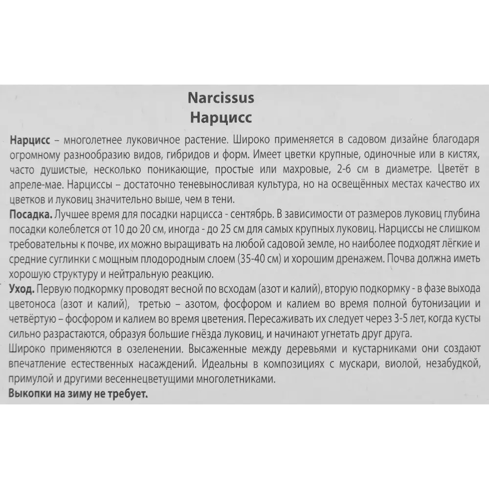 Нарцисс Сент Патрикс Дей от ПОИСК - солнечные луковицы для весеннего сада 85186016 STLM-1576911 - Вид №2