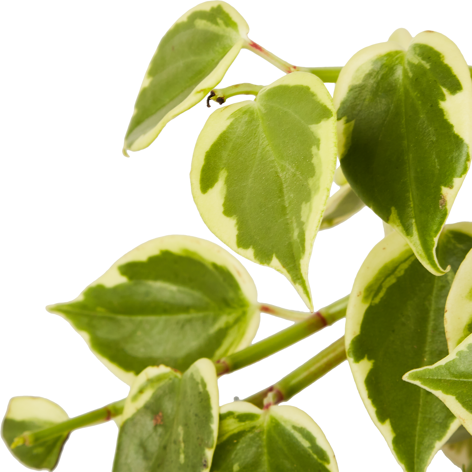 Пеперомия Лазящая - декоративное комнатное растение для озеленения интерьера 85535967 Santreyd STLM-0063573 - Вид №3