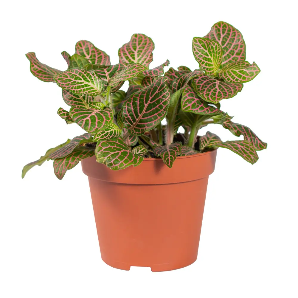 Фиттония микс Santreyd - комнатное растение с декоративными листьями 85324865 STLM-0061477 - Вид №2