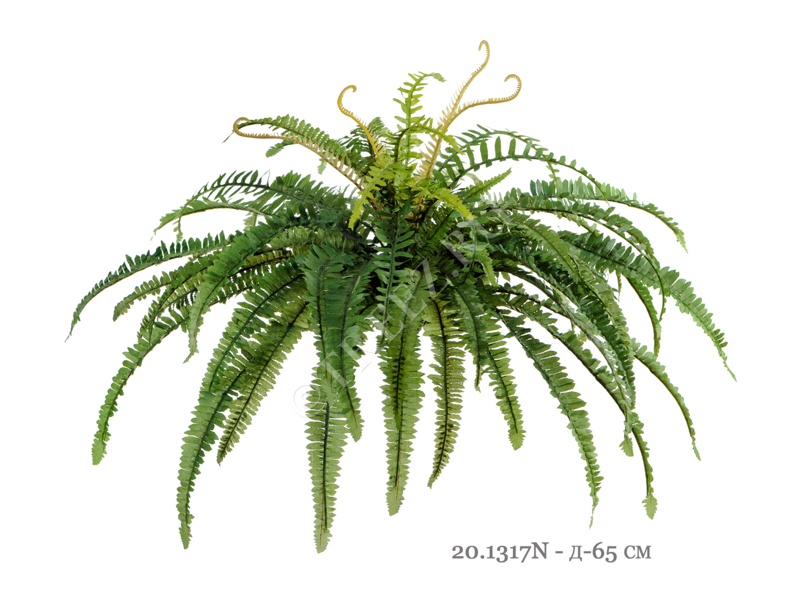 20.1318N Папоротник лесной Цветочная коллекция  - Вид №2