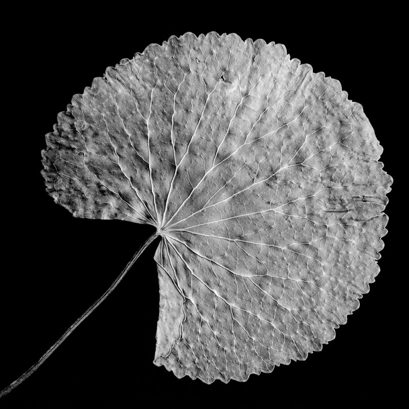 0411/CX38 Картина 0411 Adriani e Rossi 