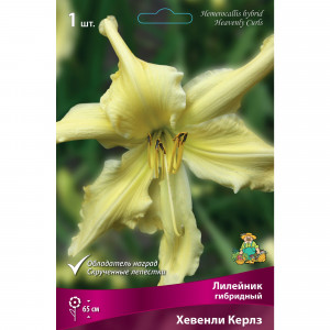 88295012 Лилейник гибридный Хевенли керлз луковица I
