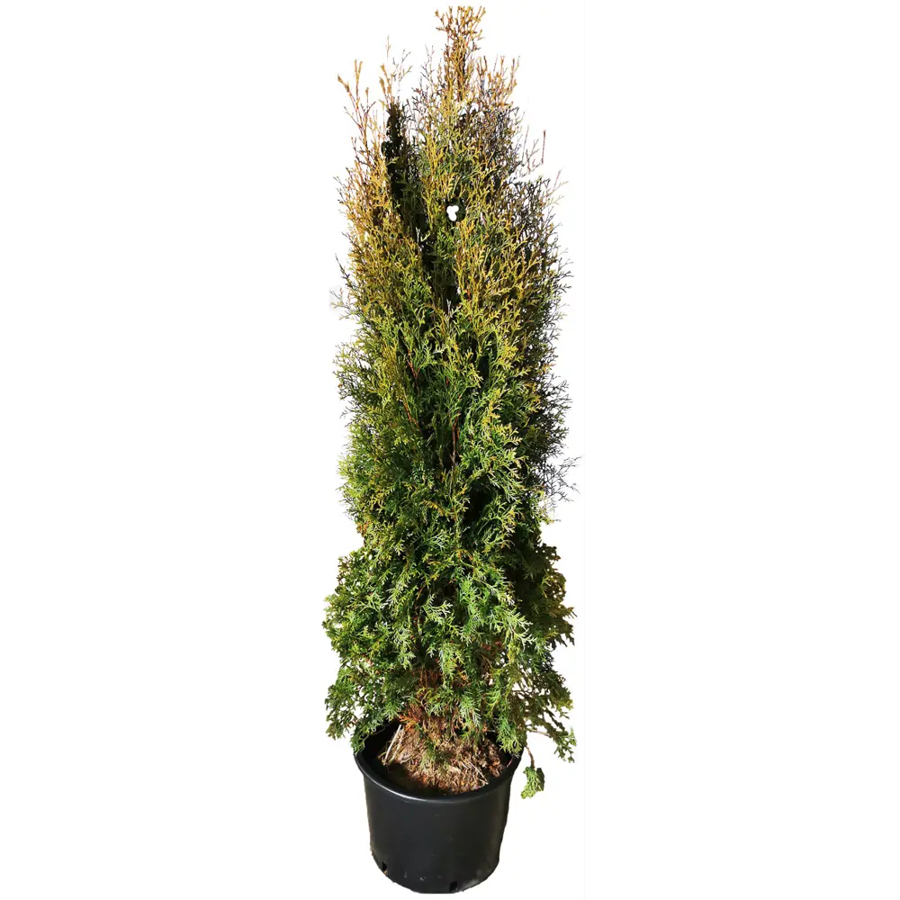 Туя западная Пирамидалис h180 см - вечнозеленое хвойное растение для ландшафтного дизайна 84506311 МОНБЛАН STLM-1568936