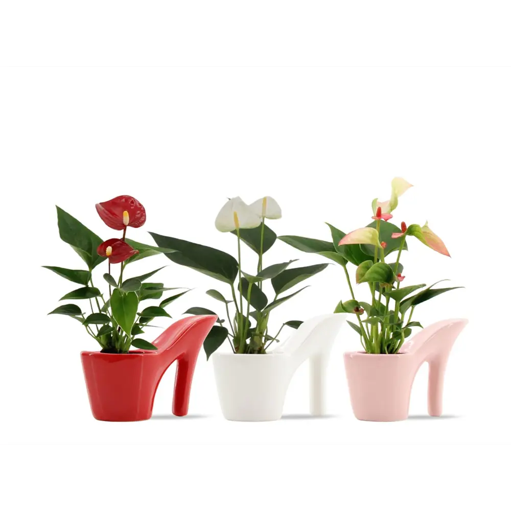 Антуриум микс ø6 h18 см Santreyd STLM-2029718