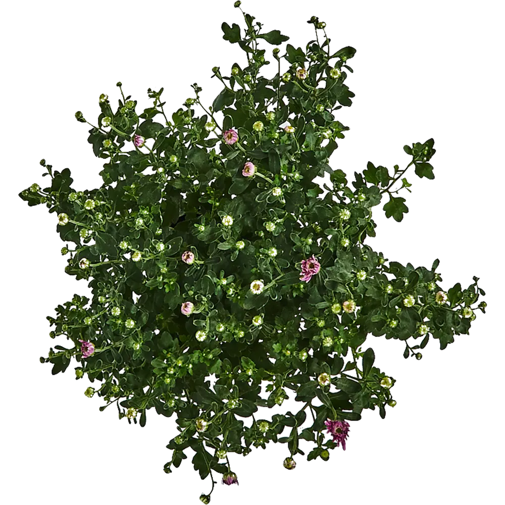 Santreyd Хризантема комнатная с декоративными цветами-корзинками 83248127 STLM-1546684 - Вид №1