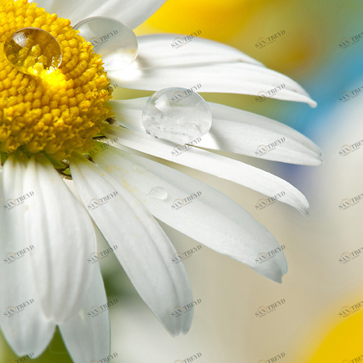 D2-079 Фотообои DIVINO Collection D 2.7х2 м D2079