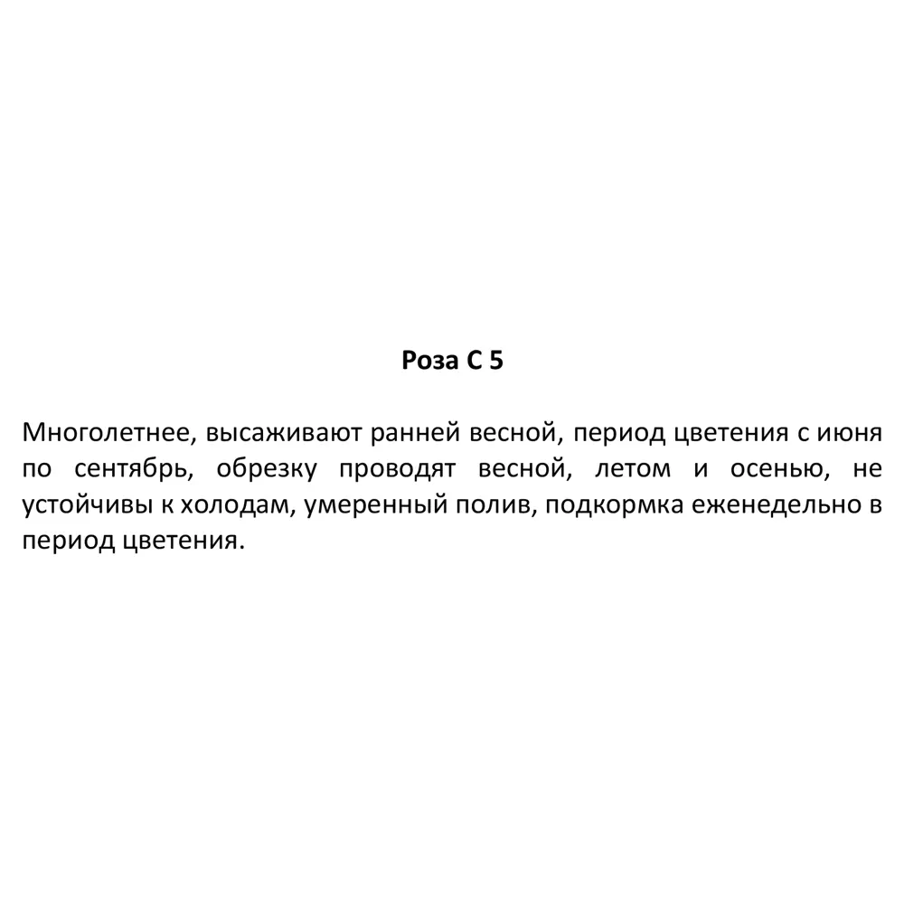 Santreyd Роза многолетняя для горшков и цветочных ящиков 83247721 STLM-0039906 - Вид №2