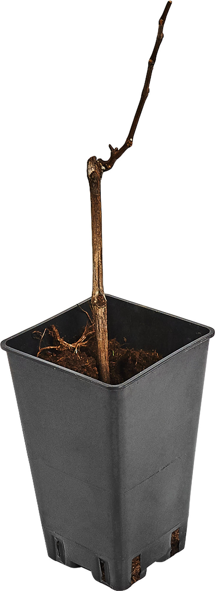 Виноград декоративный Левокумский Santreyd - морозостойкая лиана с черными ягодами 17895664 STLM-0008933 - Вид №2