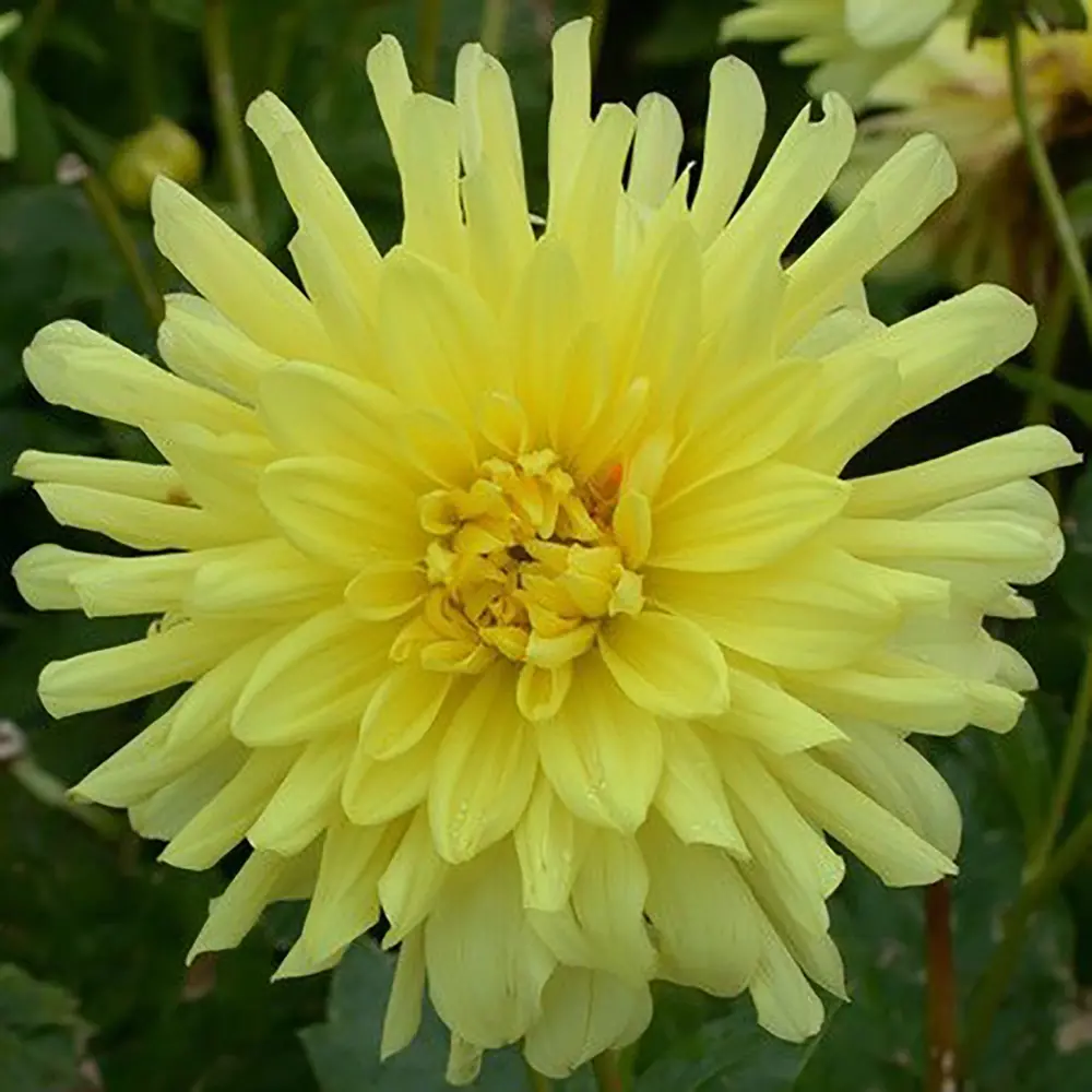Георгина «Yellow deco I» 13488308 STLM-2047926 GEOLIA 