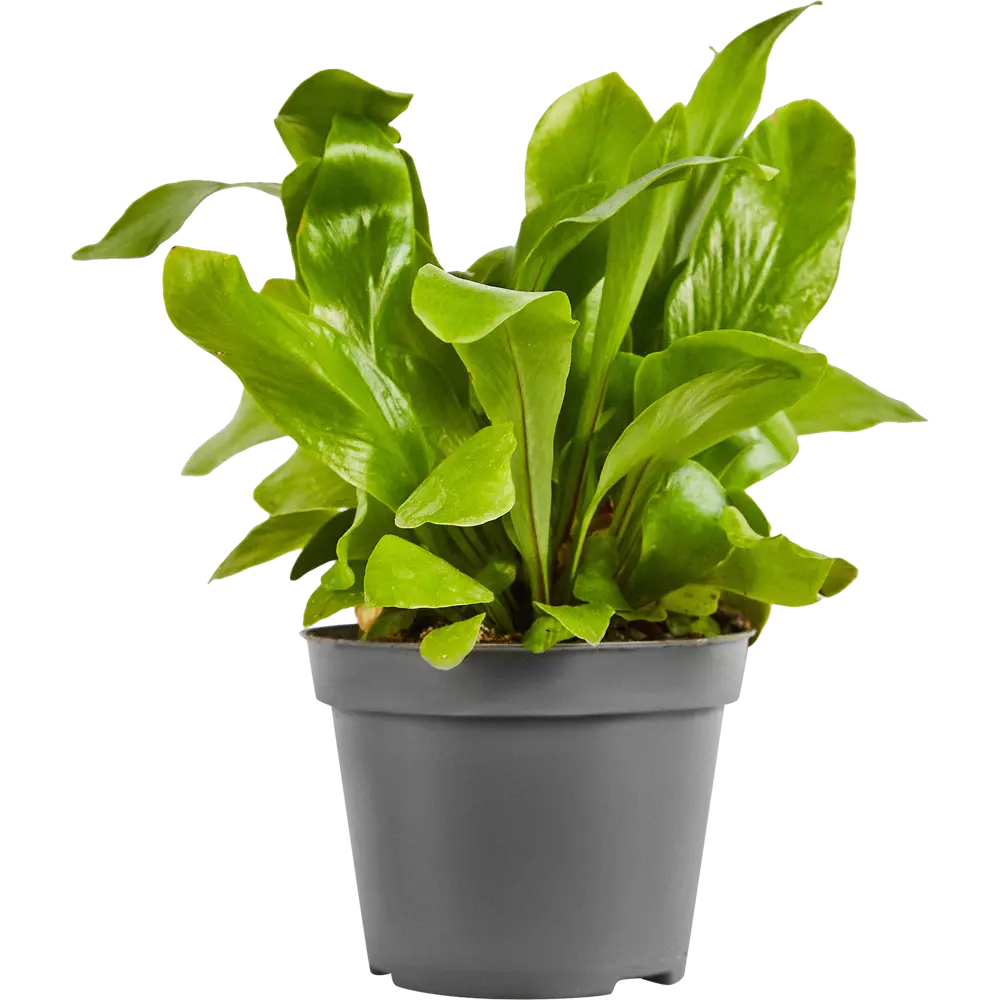 Santreyd Асплениум Нидус — элегантный папоротник для интерьера 89352935 STLM-1433616