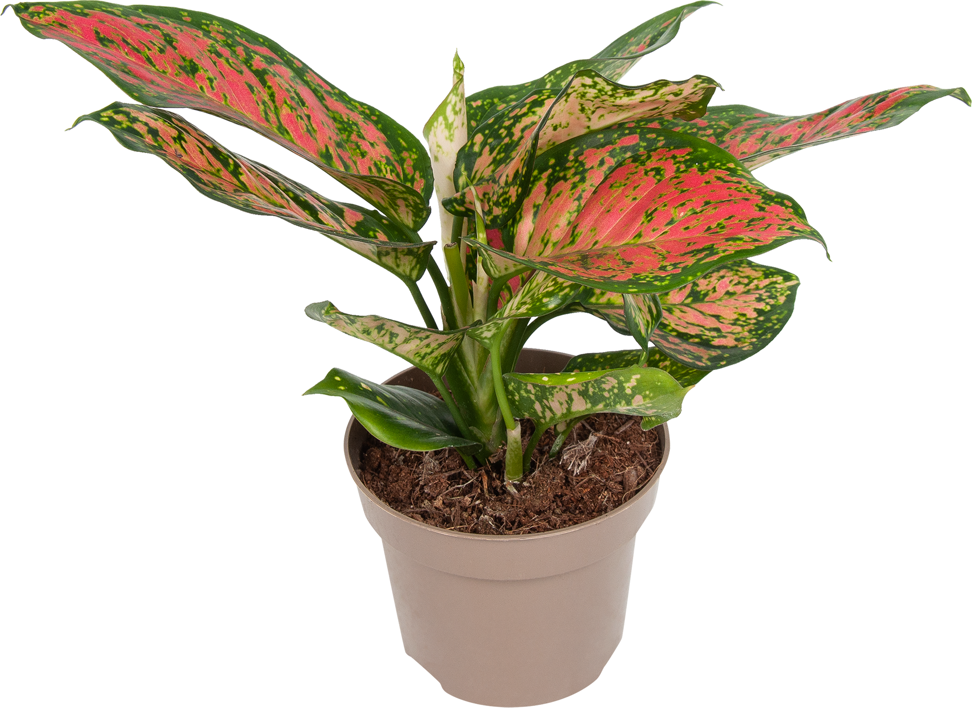 Аглаонема Споттед стар Santreyd — декоративное комнатное растение с резными листьями 82741699 STLM-0035267