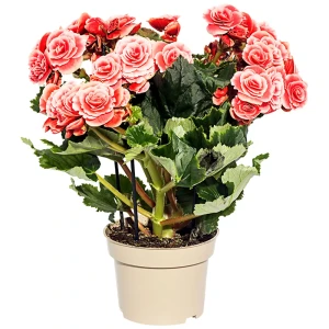 Бегония Дабл микс 13x30 см 14750321 STLM-2112957