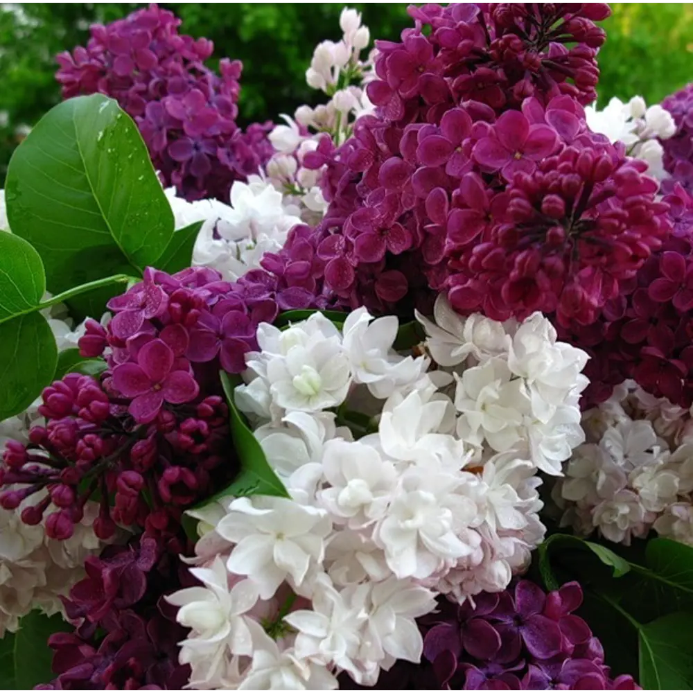 Сирень сортовая Santreyd - ароматное украшение сада 85606571 STLM-0064528