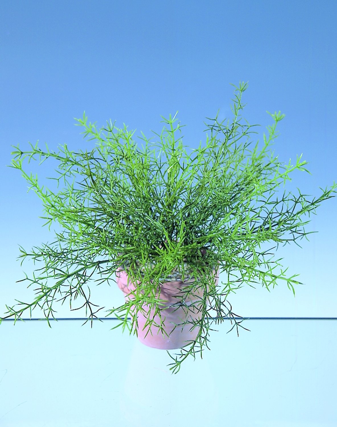 5200 883 a2 Шелковый куст папоротника спаржи, 25 см, зеленый H-andreas  - Вид №3