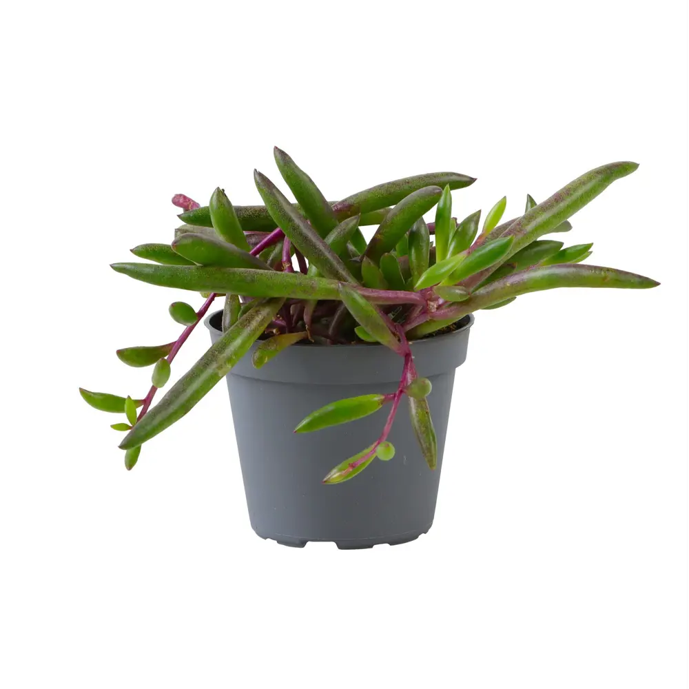 Santreyd Сенецио Перпл Флеш — суккулент с пурпурными листьями 89375043 STLM-1469564