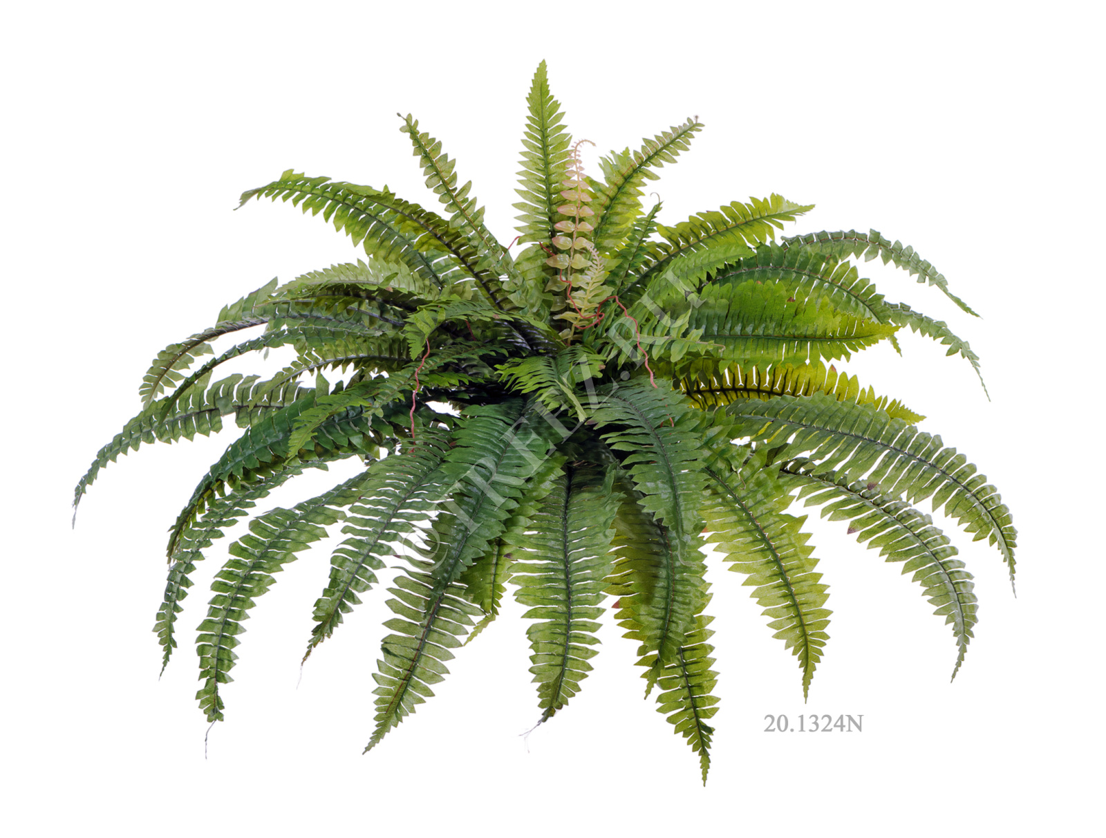 20.1320N Папоротник Бостон Цветочная коллекция  - Вид №5