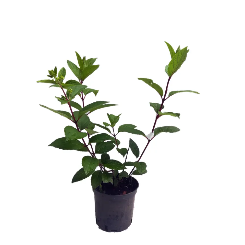 Гортензия метельчатая Pinky Winky ø15 h35 см 85922122 STLM-2212331 Santreyd 