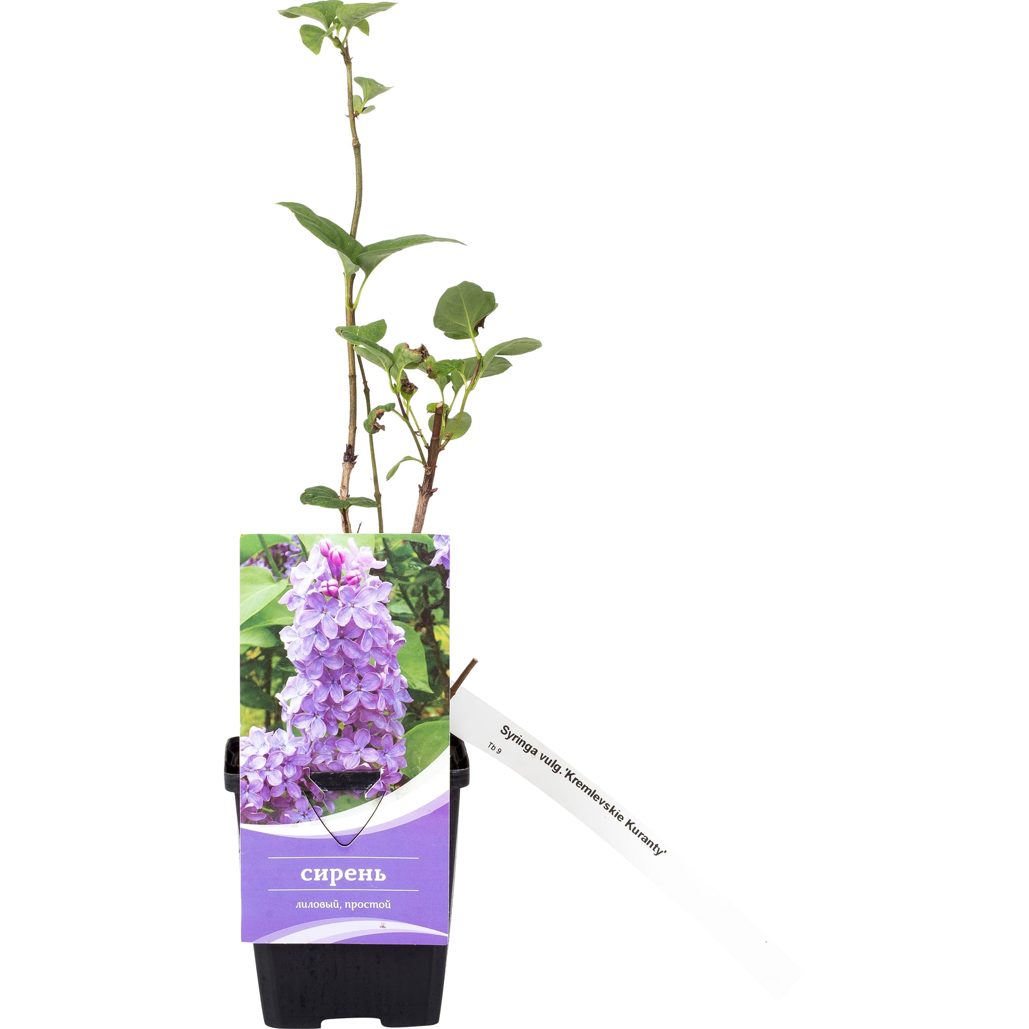 82176153 Сирень обык «Кремлевские Куранты» P9 Santreyd  - Вид №2